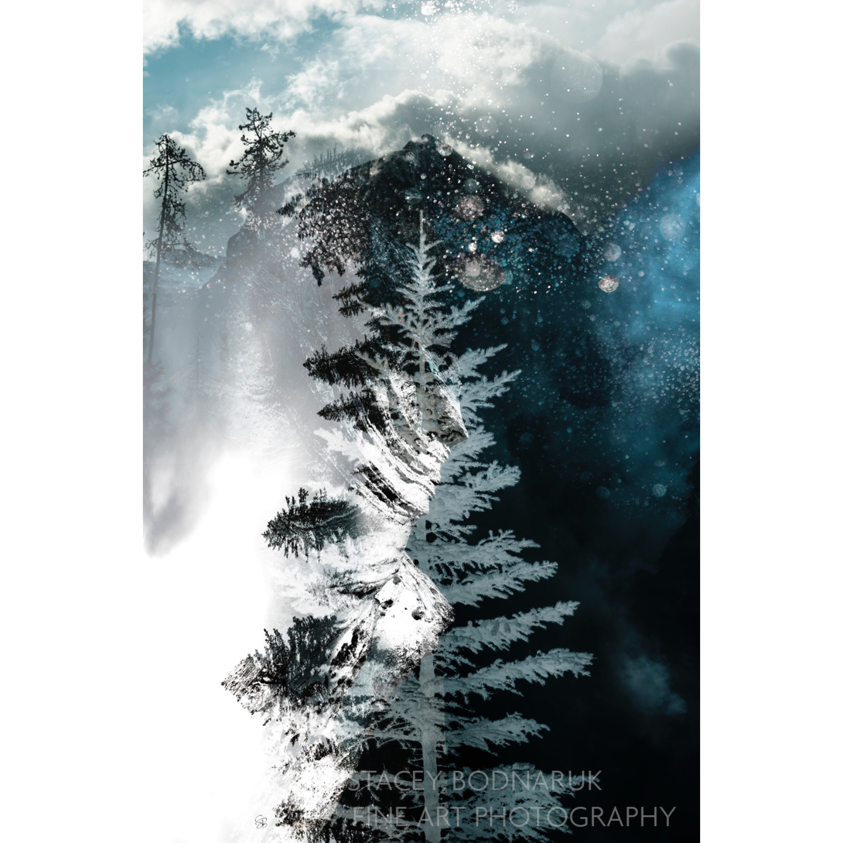 Diamonds in the Sky, composite tree photograph by Stacey Bodnaruk at Effusion Art Gallery in Invermere, BC.