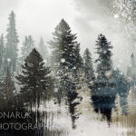 Forest Vibration, original photography by Stacey Bodnaruk at Effusion Art Gallery in Invermere, BC.
