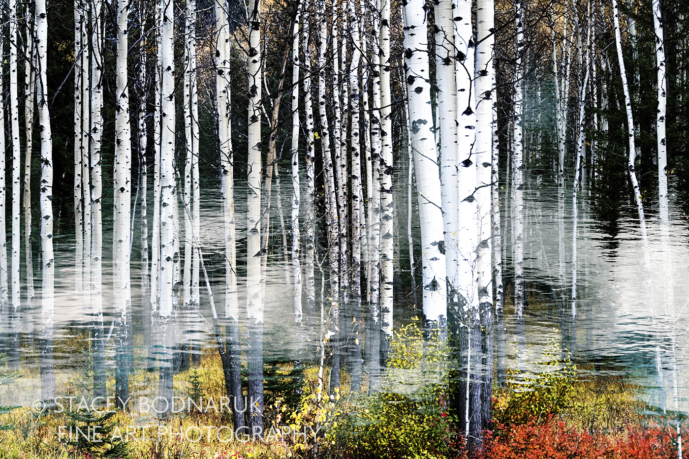 Nature's Embrace, original landscape photography by Stacey Bodnaruk at Effusion Art Gallery in Invermere, BC