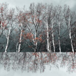 Soul in the Woods, original landscape photography by Stacey Bodnaruk at Effusion Art Gallery in Invermere, BC