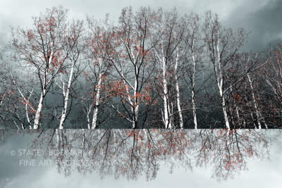 Soul in the Woods, original landscape photography by Stacey Bodnaruk at Effusion Art Gallery in Invermere, BC